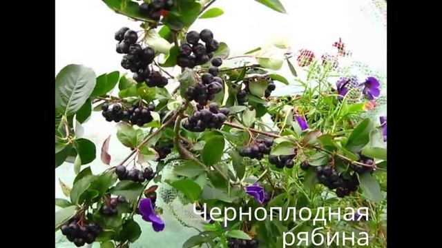 Один день дачницы. СЕНТЯБРЬ смотреть онлайн