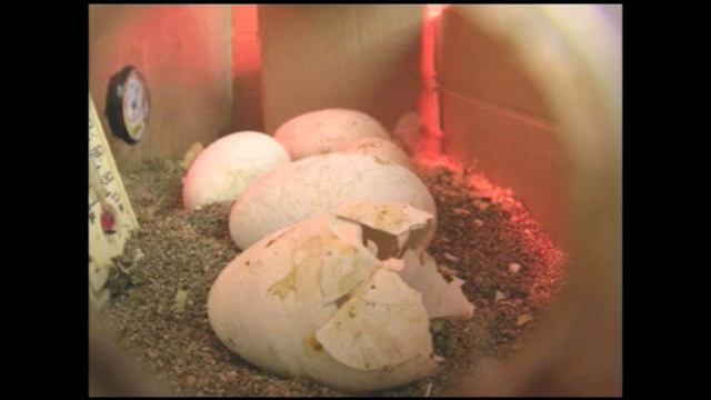 9 Hour Flamingo Hatching смотреть онлайн