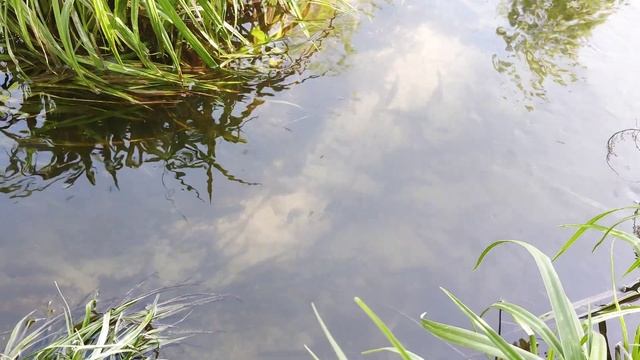 #Риба 🐟 та #струмок 🌊 весняний - #рибка 🐠 долає течію води: карасі, карпи та інші Fish & Water