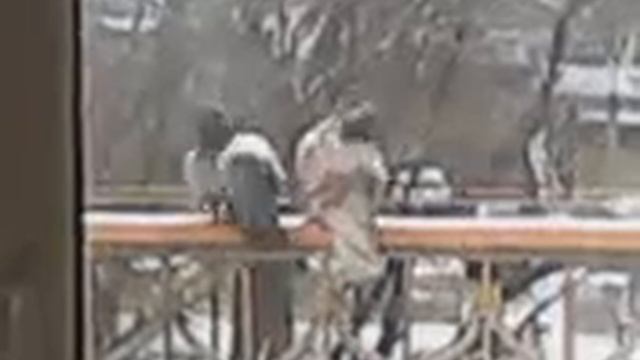 Голуби целуются смотреть онлайн