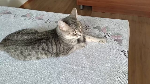 Солнечный лучик разбудил Барсу смотреть онлайн