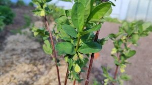 Опылители для сортов жимолости разной селекции