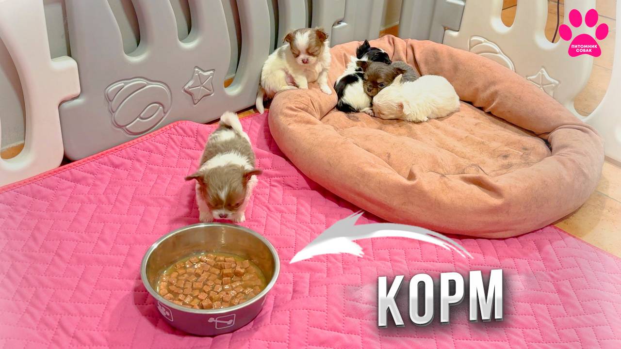 Щенки Чихуахуа ПЕРВЫЙ РАЗ в жизни пробуют корм! смотреть онлайн