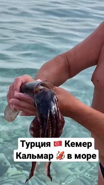 Турция Кемер Море смотреть онлайн