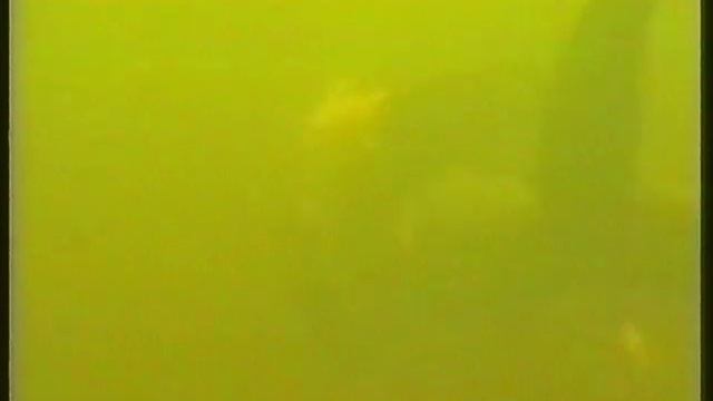 Выпуск в Волгу мальков осетра смотреть онлайн