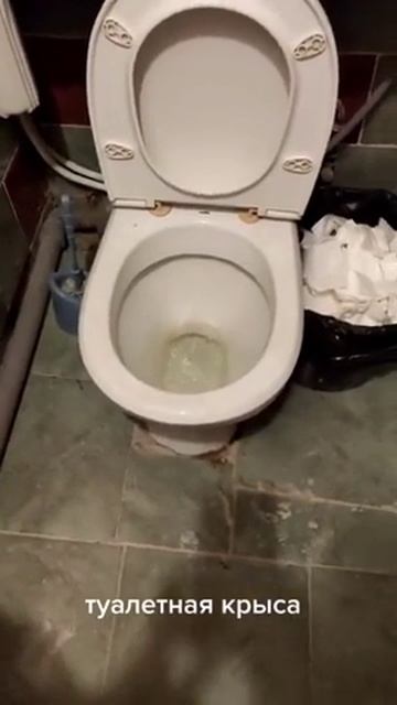 Туалетная крыса смотреть онлайн