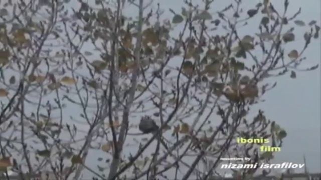 о чём молчит тополь