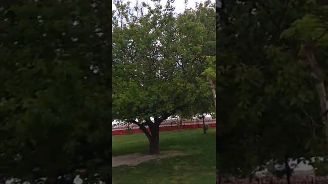 Новороссийск, один из красивейших городов России.#новороссийск #путешествия #town #street смотреть онлайн