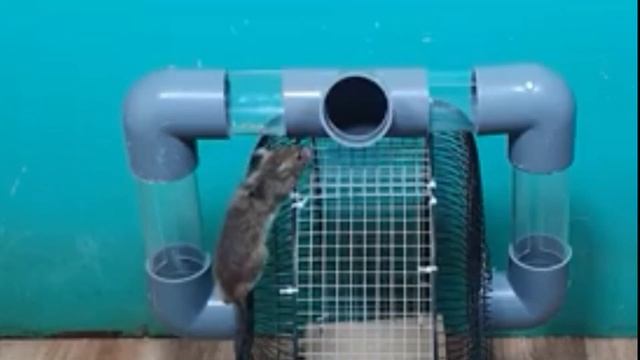 DIY RAT TRAP FROM PVC PIPES AND METAL MESH смотреть онлайн