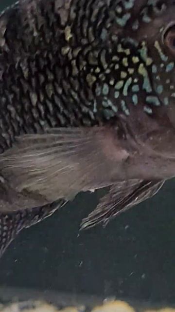 Blue fish,Jack Dempsey смотреть онлайн