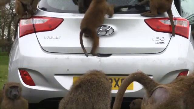 Monkeys vs Hyundai i30 смотреть онлайн