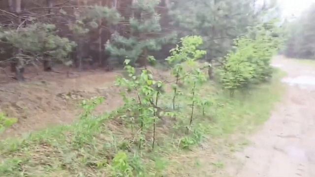 МАСЛЯТА!!! ЛИВЕНЬ ЗАСТАЛ НАС В ЛЕСУ. #лес #маслята #грибы #река