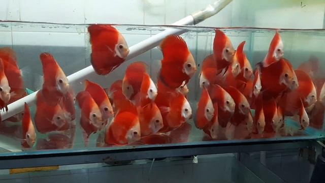 Ikan Discus RGD 2 Inch