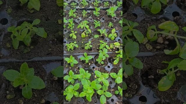 Инвитро гортензии и петунии укореняются. Деревянные черенки гортензий. смотреть онлайн