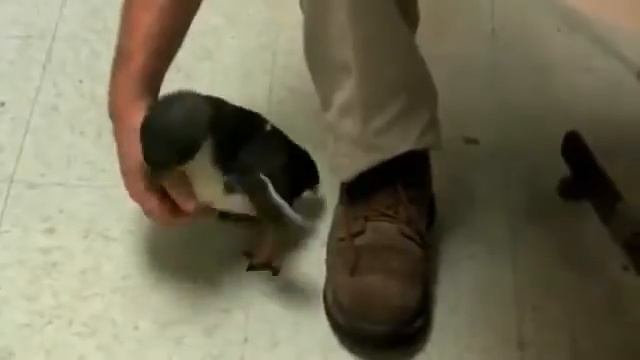 Пингвин который любит щекотки смотреть онлайн