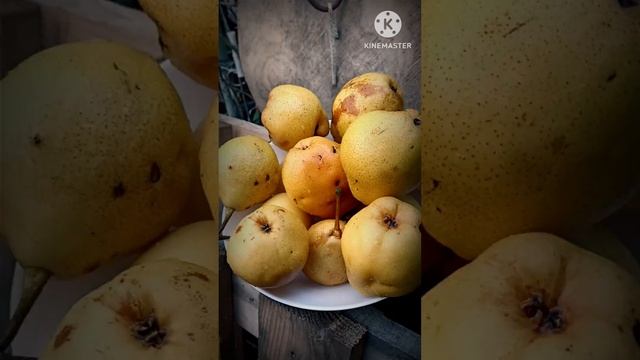 Зимняя 🍐груша. 2.10.2023. смотреть онлайн