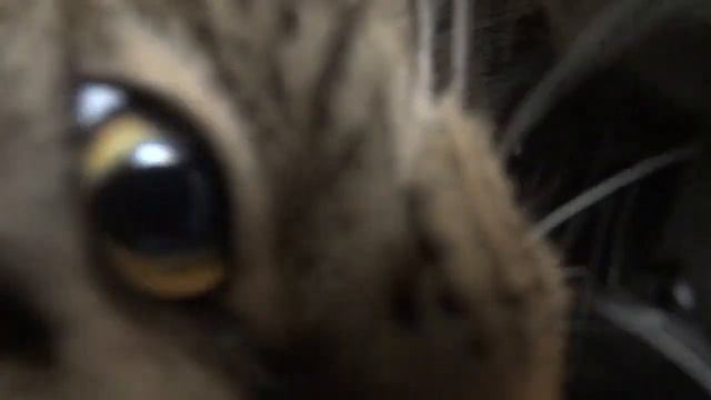 Котик играет