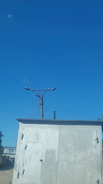 Стая белых голубей смотреть онлайн