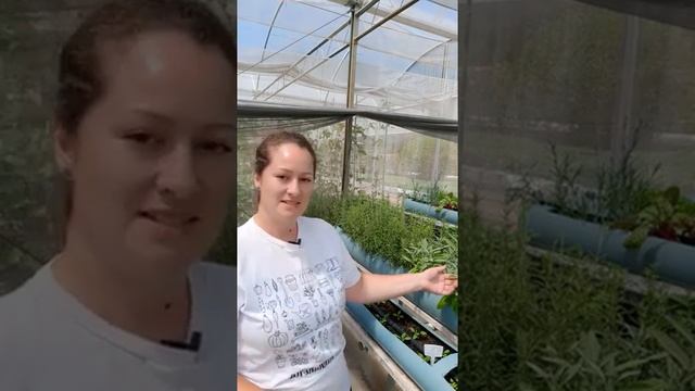 Como Podar Sálvia, Tomilho E Alecrim