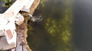 Пруд на участке оживает. Кормление форели.