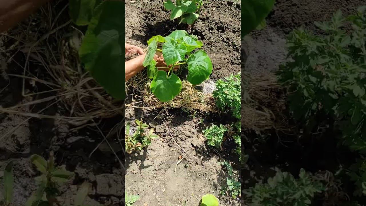 Павловния. Посадка.