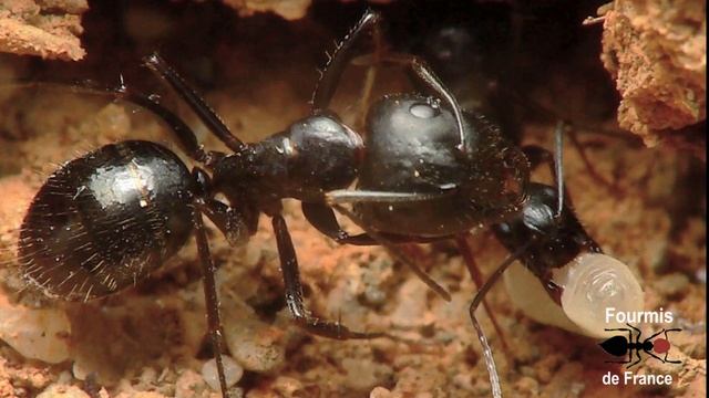 Camponotus aethiops смотреть онлайн