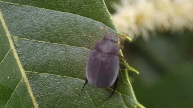 ヒメビロードコガネ/Maladera orientalis 06_210605_ガイコツ山 смотреть онлайн