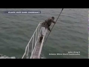 Гигантская белая акула выпрыгнула из воды и схватила ученого