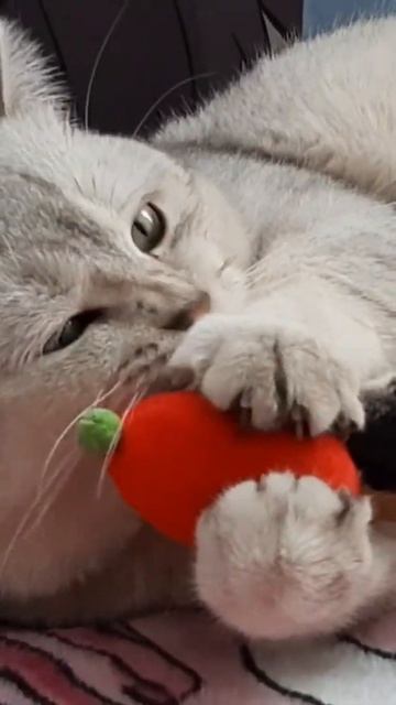Funny animals Кошки мышки 🐱🐁 #котСеня #shorts смотреть онлайн