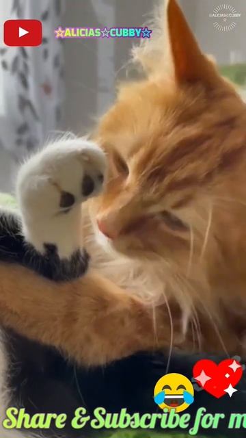 🌟NEW!!🌟Best Pets #viralvideo #viral #viralshorts #trending #shortsfeed #shortsvideoviral#shorts#pet смотреть онлайн