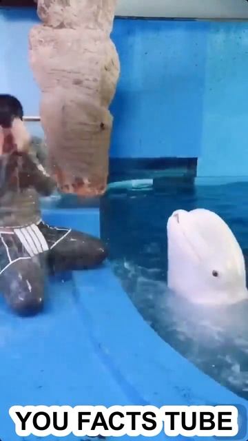 Beluga Whale Will Spit Water When It Is Happy After Eating #shorts #belugawhale