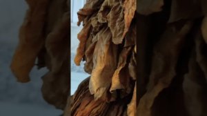 Естественная вылежка табака