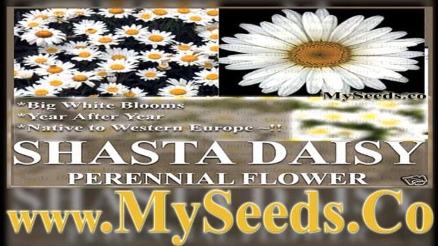 Shasta Daisy Seeds By  Www.MySeeds.Co