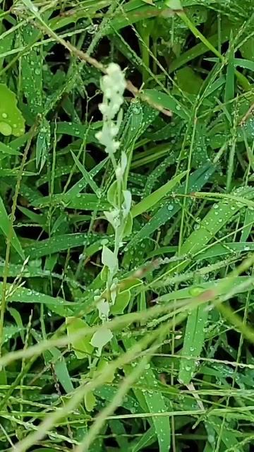 Are weeds 🌱okay in the Pollinator Garden? смотреть онлайн