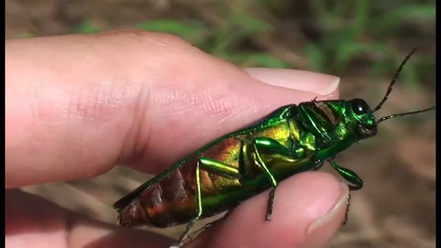自然光の下でヤマトタマムシを色々な角度から眺めてみた смотреть онлайн
