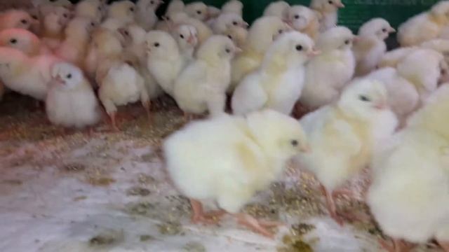 Цыпочки смотреть онлайн