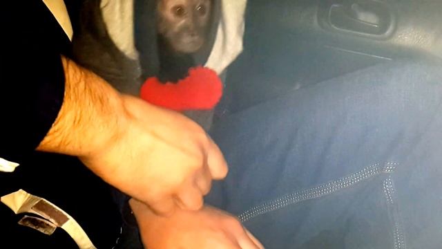 2017.02.20 Обезьяна капуцин Масяня. Пришла любовь. смотреть онлайн