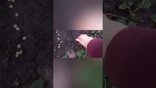 Жду огромный урожай гороха❤️Посадила 2 вида! Покажу процесс посадки😉 смотреть онлайн