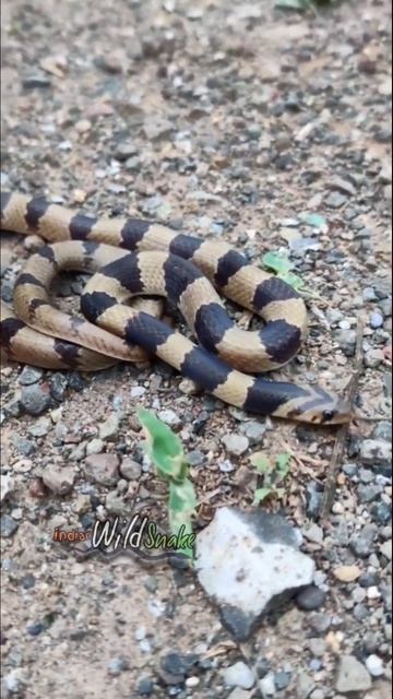 Banded Kukri Snake Harmless #snake #wildlife #shorts