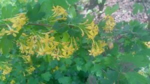 Смородина золотистая цветочки