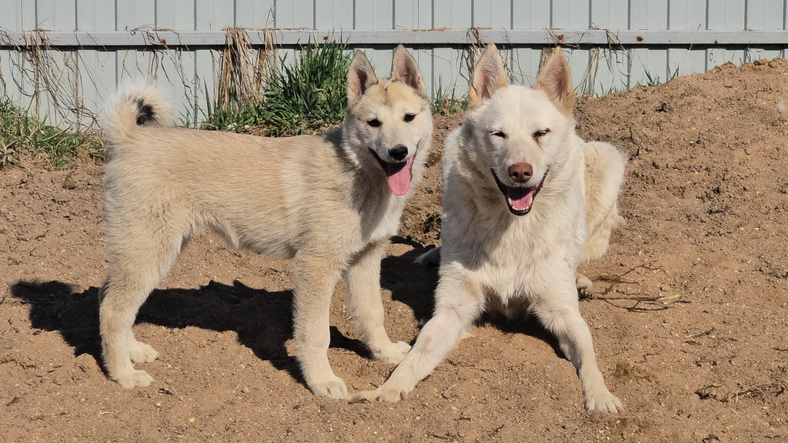 Кормлю щенка в последний раз