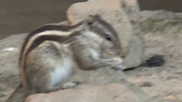 Love Of Indian Palm Squirrel For Biscuit