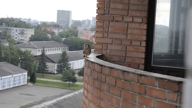 сокол гуляет по соседнему балкону смотреть онлайн