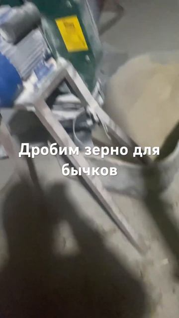 Дробим зерно для Быков , наш состав ячмень, пшеница, горох смотреть онлайн