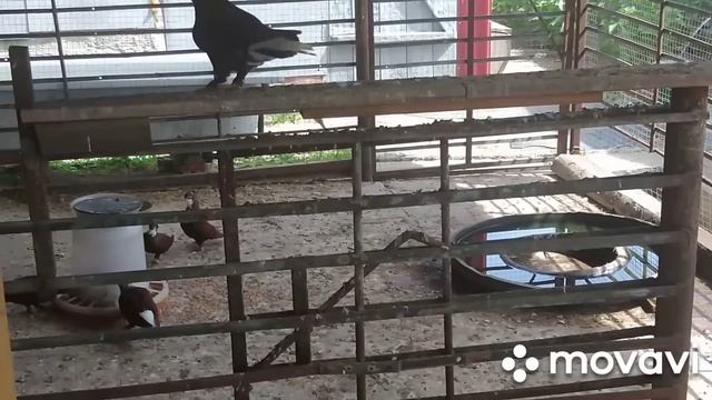 Покидаю этот дом смотреть онлайн