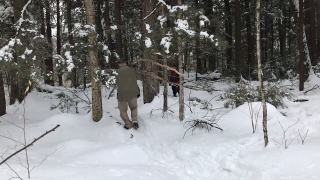 Winter Hot Tent Trip - part 2 - harvesting good firewood смотреть онлайн