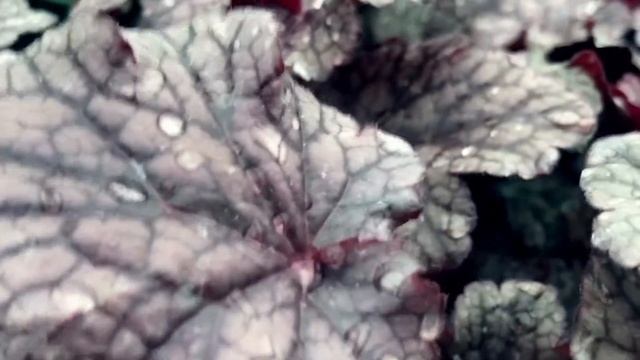 HEUCHERA `PLUM PUDDING`