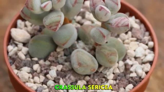 26 ESPÉCIES DE CRASSULAS PARA IDENTIFICAÇÃO NOMES CIENTÍFICOS смотреть онлайн
