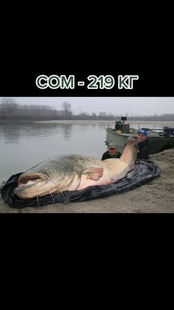 САМЫЕ БОЛЬШИЕ ПОЙМАННЫЕ (1 Часть) РЫБЫ#карп #сом #щука #окунь #LEV4IK