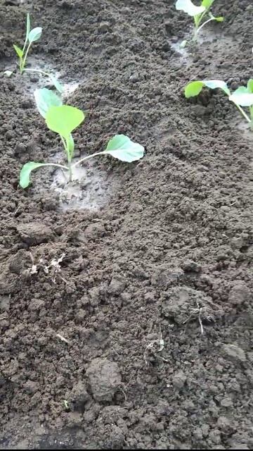 Капуста будет крупная,сочная и здоровая 👍 смотреть онлайн